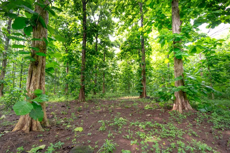 Where Does Rattan Come From? Harvesting & Sustainability